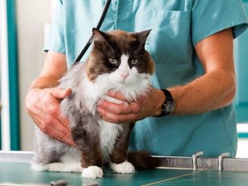 gato-peludo-veterinario